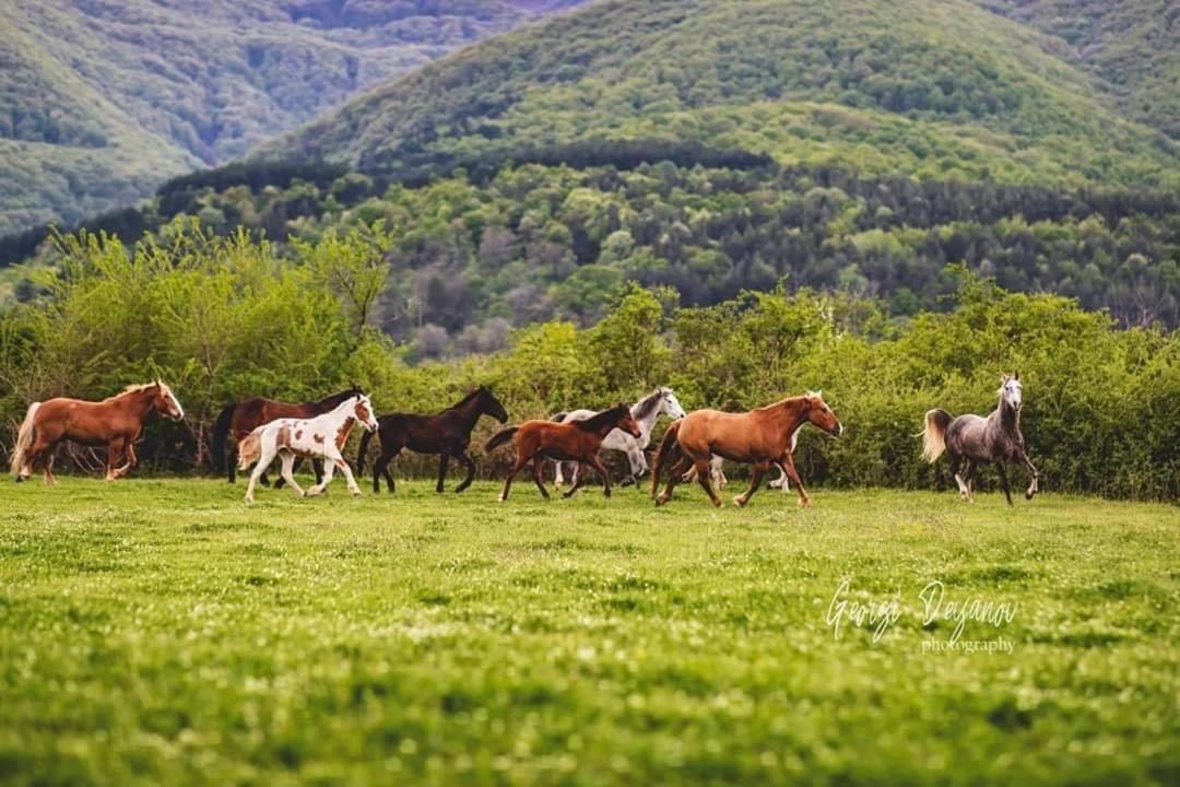 Вила Флора Паталеница Bagian luar foto